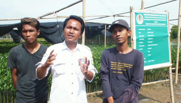 bibit mangrove revolusinews revolusi news