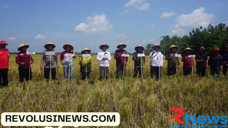 produktivitas padi di indramayu revolusinews revolusi news produktivitas padi di indramayu revolusinews revolusi news