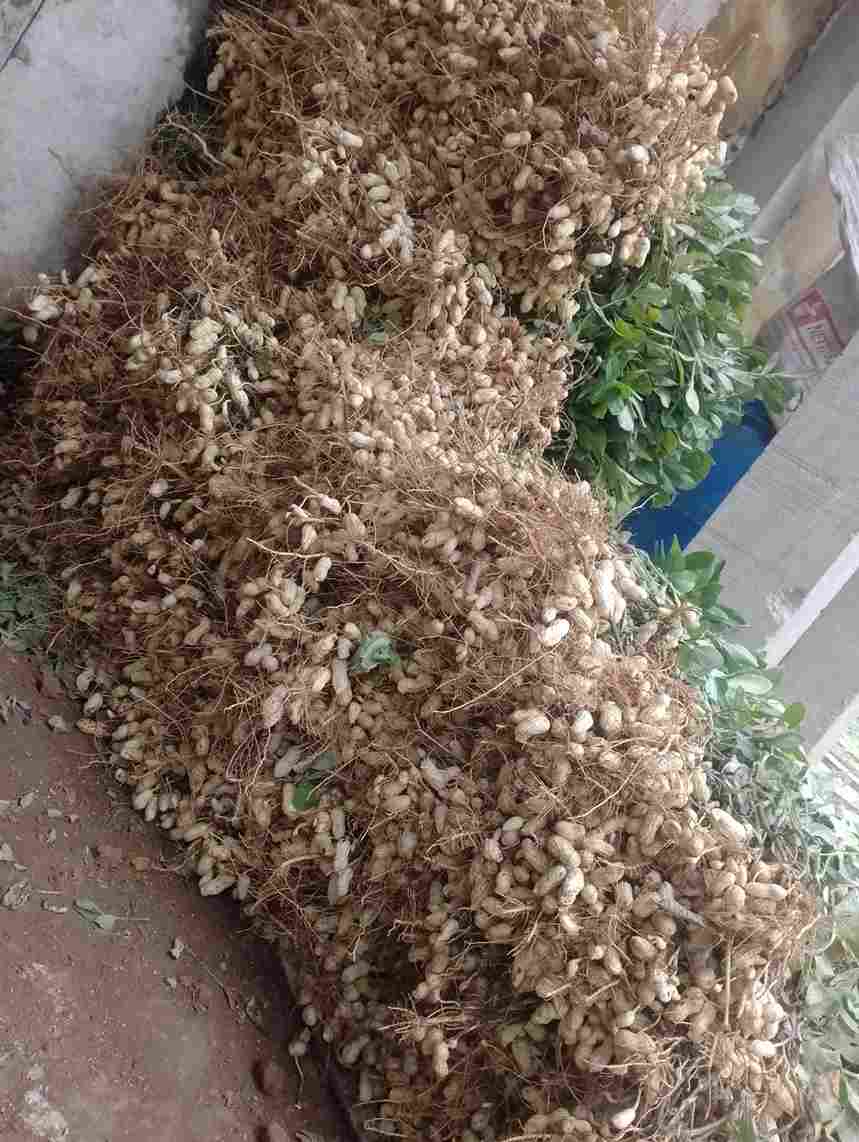 img 20260516 wa0003 11zon